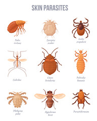Human skin parasites. Parasitic insect bugs, house dangerous pests Vermin ticks dog flea pediculus mosquitos malaria infection medicine biological banner, neat vector illustration