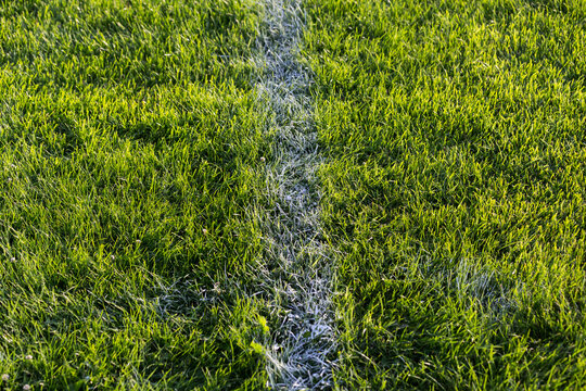 Rugby pitch with white line