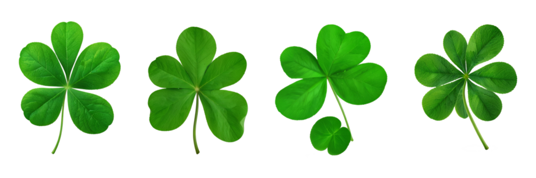  Green clover leaves.
