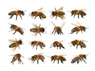 group of bee or honeybee on white background, honey bees