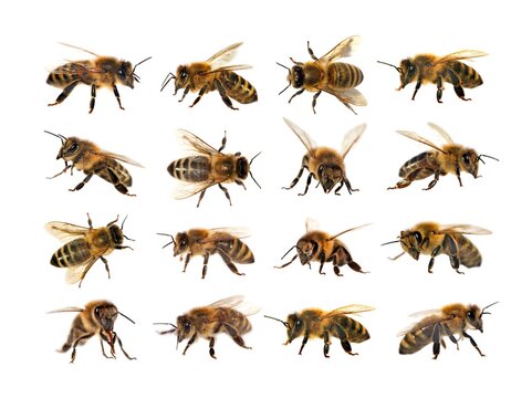 group of bee or honeybee on white background, honey bees