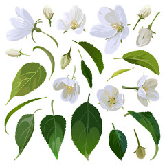 Set of white Apple flowers and green leaves isolated on a white background. Spring collection. Decorative style.  
