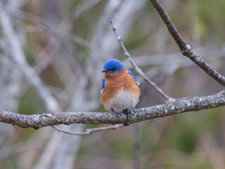 Eastern Bluebird, Georgia Appalachian Mountains