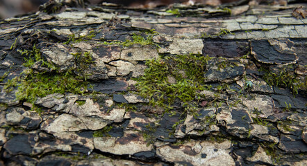the tree bark is covered in bright green moss