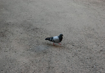 a pigeon walking on the sidewalk.
