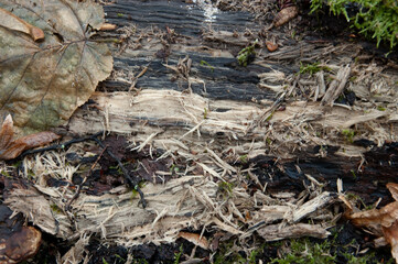 a rotten log with fallen leaves and green moss.