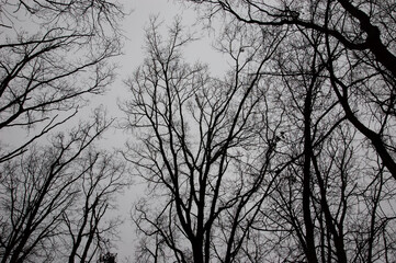 gloomy background: black bare branches of trees at dusk