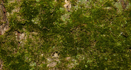 the tree bark is covered in bright green moss
