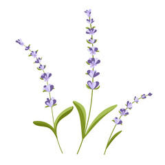 Lavender Flowers Botanical Illustration. Beautiful Provence lavender flowers with delicate purple blossoms and green leaves, isolated on a white background. Perfect for natural-themed projects
