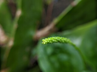 Focus on a Plantain Flower Bud with Green Leaves Macro View