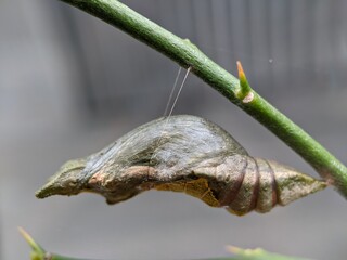 Hanging Chrysalis on Green Stem Awaiting Transformation Into Butterfly