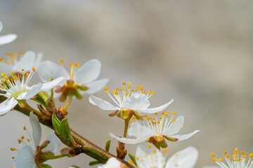 A Beautiful White Flowering Branch is in Full Bloom, showcasing its natural elegance and charm