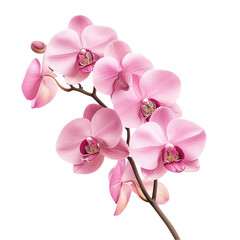 Delicate Pink Orchids Blooming Gracefully Abstract Background