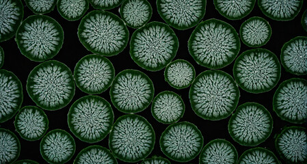 pattern, nature, backgrounds, blue, algae