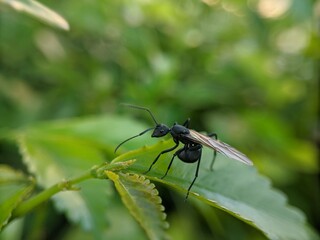 Winged Ant Resting on Green Leaf in Natural Environment Closeup