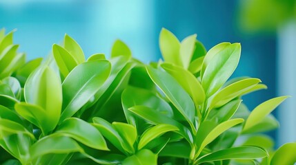Fototapeta premium Lush Green Foliage Against a Blue Background