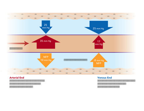 Starling forces of fluid movement in capillaries