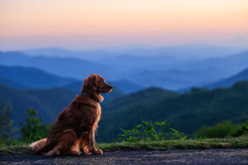 Dog Sunset Blueride Parkway (Golden Retriever)