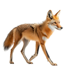 A Sleek Maned Wolf Walking Gracefully Isolated on Transparent Background