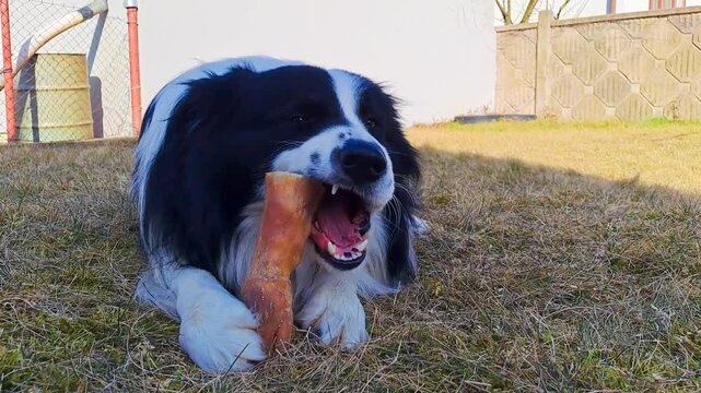 A Border Collie dog gnaws on a bone, covering the spring landscape.