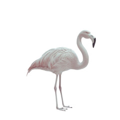 Fototapeta premium Elegant Flamingo in Glitch Art Dreamlike Serene Beauty