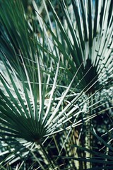 Palmen | Blätter | Tropisch
