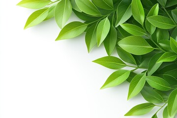 Fototapeta premium Lush Green Leaves Frame White Background