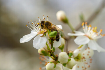 A bee diligently collecting sweet nectar from a beautiful blossom during the spring season