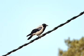 A hooded crow perched on a dark, twisted wire