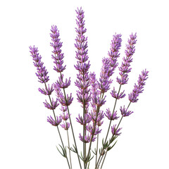 Naklejka premium Lavender bouquet vibrant purple flowers nature beauty serene fragrance calming floral art