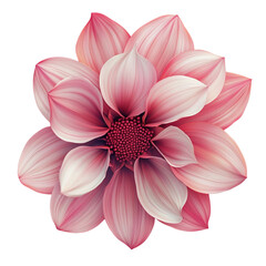 Pink Dahlia Flower Soft Petals Delicate Bloom Stunning Beauty
