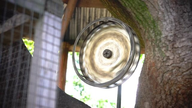 Squirrel play with toy that spinning around in zoo