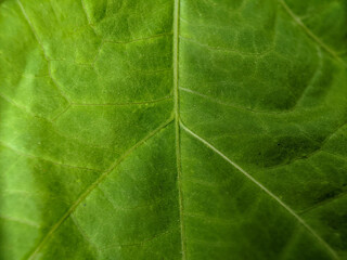 the texture of the leaves of vines that are bright green