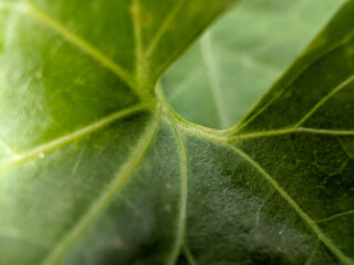 the texture of the leaves of vines that are bright green