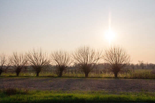 Barebone naked trees without leaves in line on a farmland at sunset