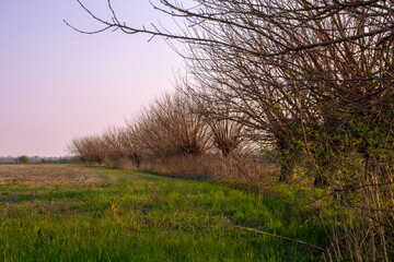 Barebone naked trees without leaves in line on a farmland at sunset