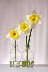 The splendor and vibrant colors of a  daffodil flowers; Narcissus Bicolor