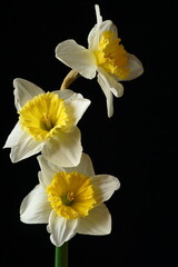 The splendor and vibrant colors of a  daffodil flowers; Narcissus Bicolor