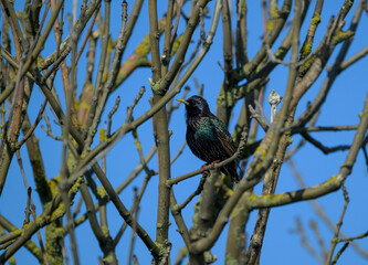 Fototapeta premium Brightly colored starling birds are resting on branches, showcasing their iridescent feathers against a vivid blue sky. This moment captures the essence of springtime nature and wildlife