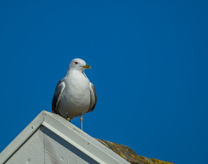 A seagull stands on the edge of a white rooftop, basking in the sunlight. The bright blue sky contrasts beautifully with the bird's white and gray feathers, highlighting the coastal setting
