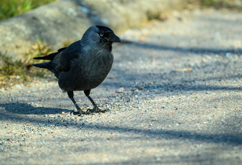 A black-capped western jackdaw  bird with gray wings is seen walking calmly across a sandy area. The sun is shining brightly, creating shadows on the ground, highlighting its sleek feathers