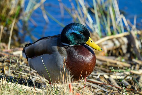 A mallard duck is resting on the grassy shore near a calm body of water, surrounded by tall grass and reeds, basking in the sunlight