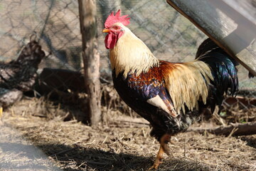 rooster in the farm