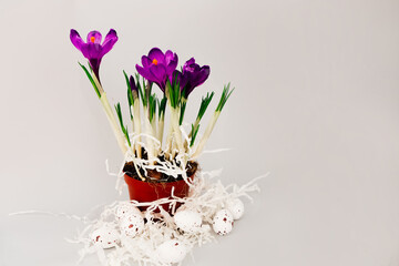 Bright purple crocus flowers grow in a small pot surrounded by decorative eggs.
