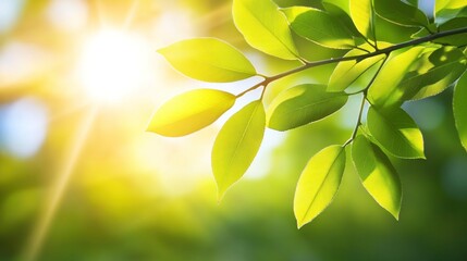 Obraz premium Bright Sunlight Illuminates Vibrant Green Leaves On Branch