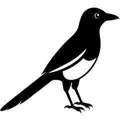 magpie bird black silhouette vector, Simple silhouette Design vector icon with white background. Wild bird