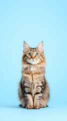 Fototapeta premium Fluffy longhair cat sitting on light blue background