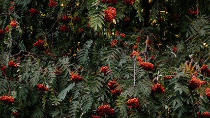 Rowan tree (mountain-ashes)