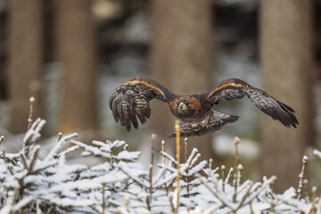 male golden eagle (Aquila chrysaetos) is flying over the snowy trees