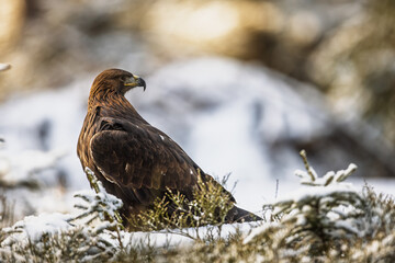 male golden eagle (Aquila chrysaetos) posing in the forest with snow